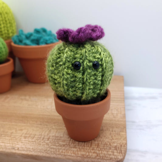 Mini Barrel Speckled Cactus with Eyes and flower
